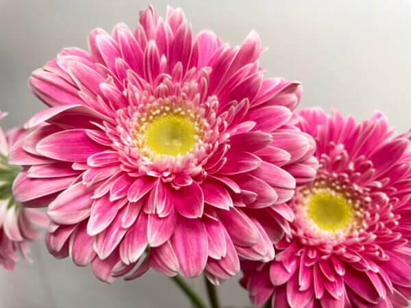 パワーボール　大輪ガーベラ