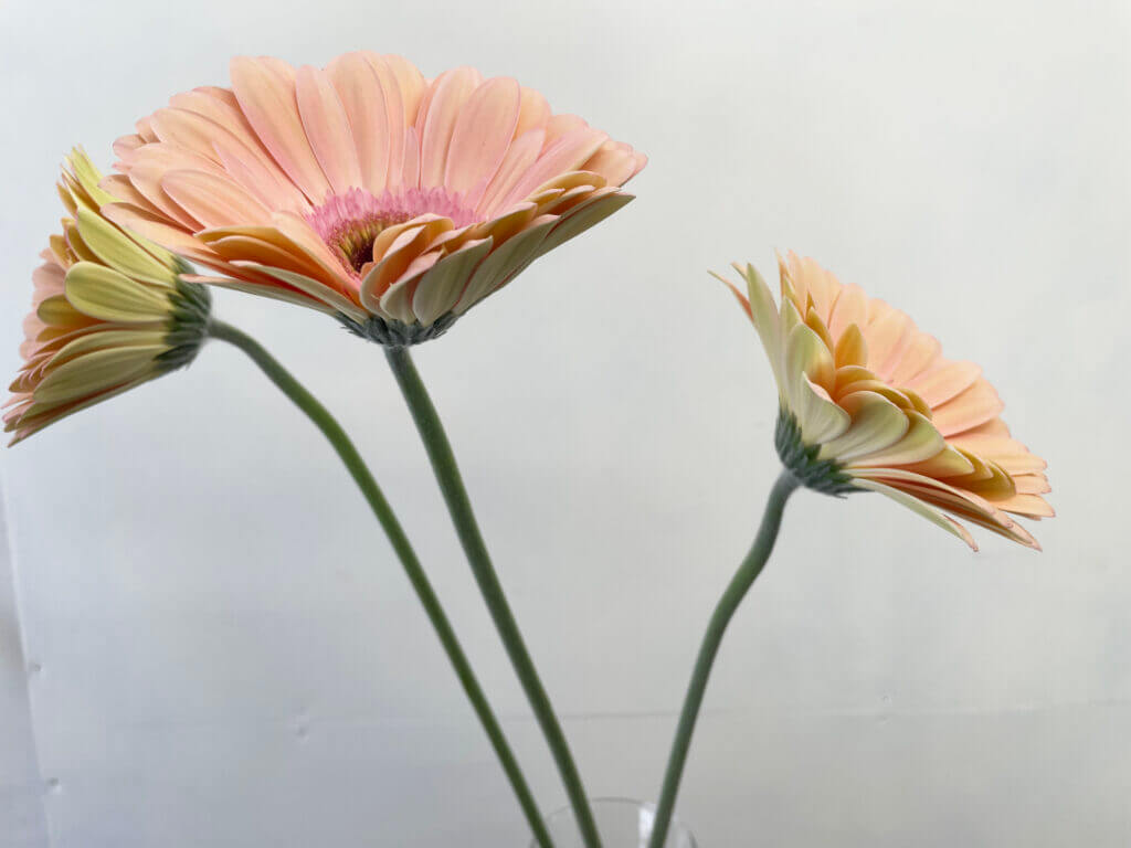 大輪ガーベラの品種名アライアンスの花の画像