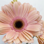 アライアンス　大輪ガーベラ