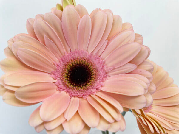 アライアンス　大輪ガーベラ