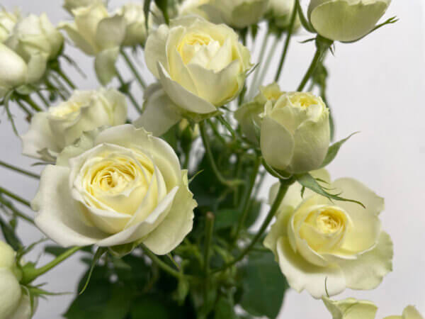 リモーネスター　スプレーバラ