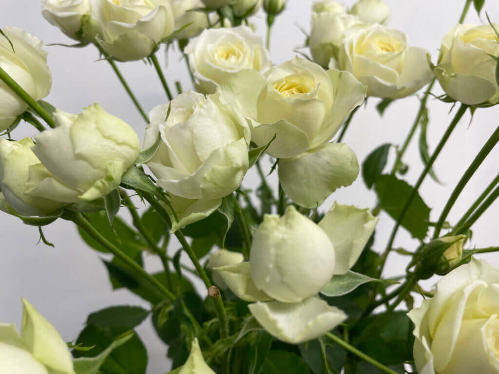 スプレーバラの品種名リモーネスターの花の画像