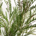 グレビレア アイバンホー