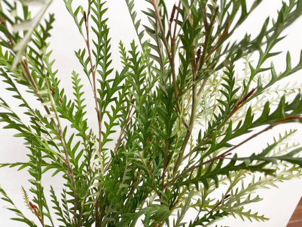 グレビレア アイバンホー