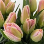 トムポーズ　チューリップ