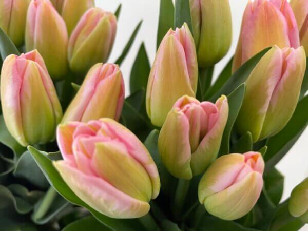 トムポーズ　チューリップ