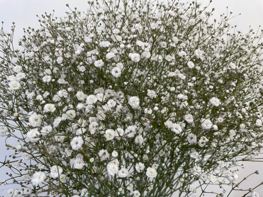 かすみ草の品種名アルタイルの花の画像