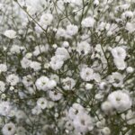 アルタイル かすみ草