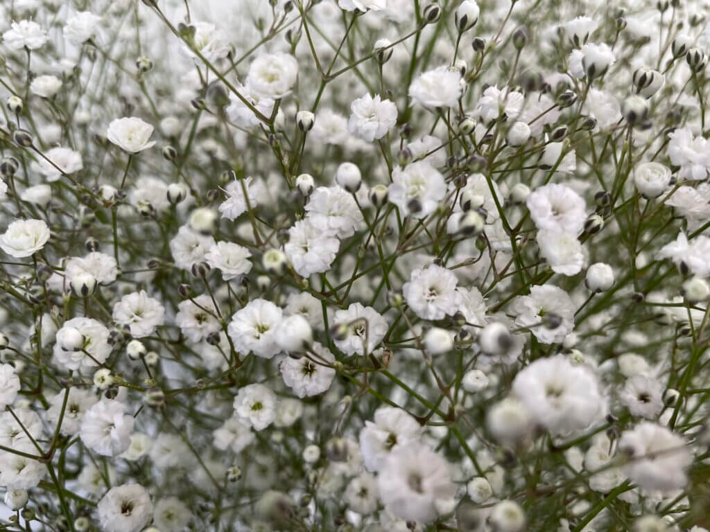 アルタイル かすみ草 | 【 切り花✿図鑑 】写真と名前別、季節別、月別