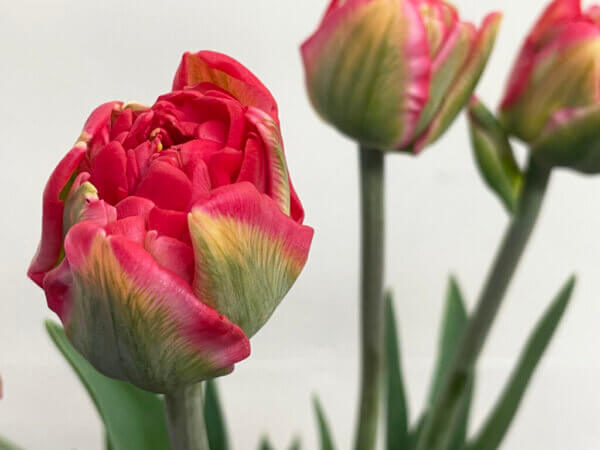 パンプローナ　チューリップ