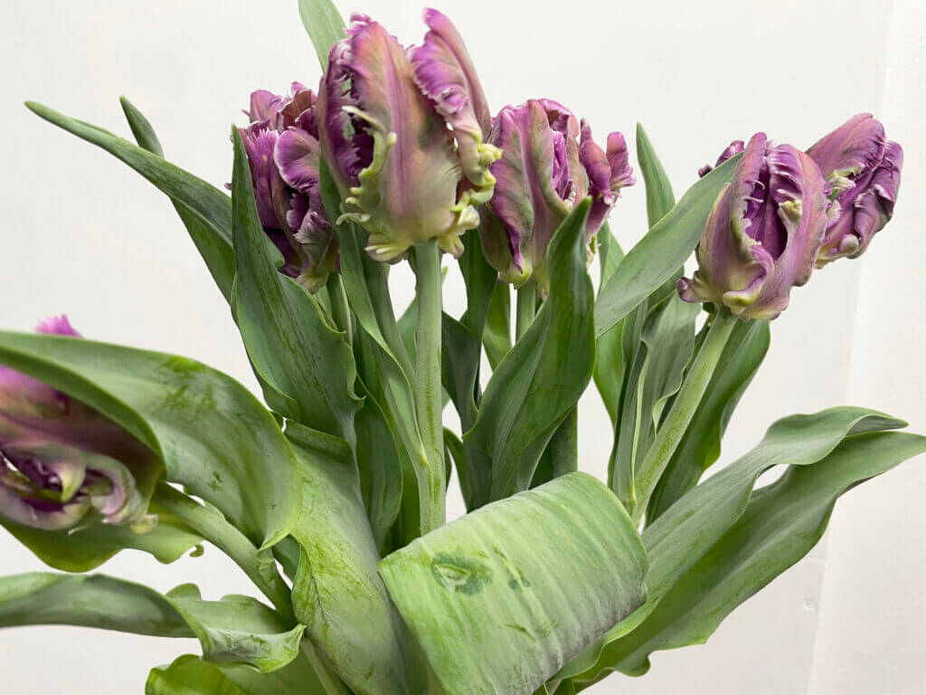 チューリップの品種名ミステリアスパーロットの花の画像