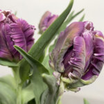 ミステリアスパーロット　チューリップ