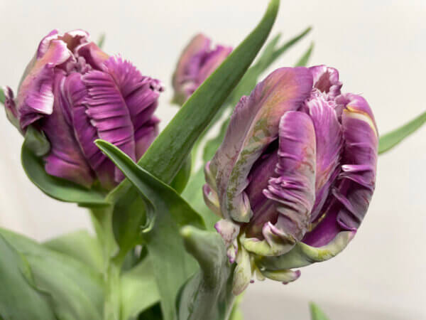 ミステリアスパーロット　チューリップ