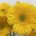 ミモザ　大輪ガーベラ