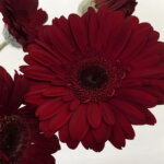 テラカリナ　大輪ガーベラ