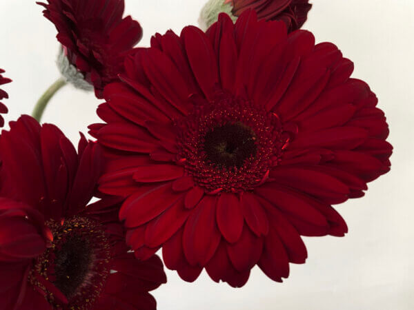 テラカリナ　大輪ガーベラ