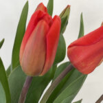 ラリベラ　チューリップ