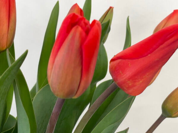 ラリベラ　チューリップ