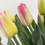 スーパーモデル　チューリップ