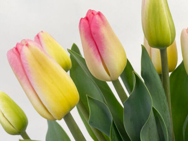 スーパーモデル　チューリップ