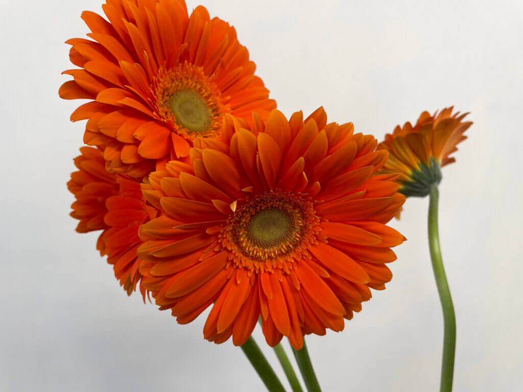 大輪ガーベラの品種名バロックの花の画像