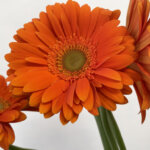 バロック　大輪ガーベラ