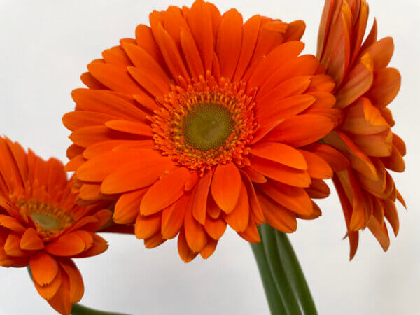 バロック　大輪ガーベラ