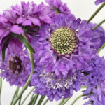 クイズダークブルー　スカビオサ