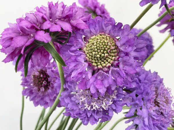 クイズダークブルー　スカビオサ