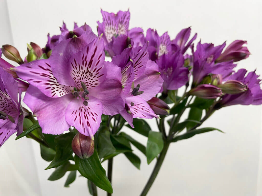 アルストロメリアの品種名アルーラの花の画像