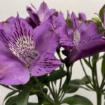 アルーラ　アルストロメリア