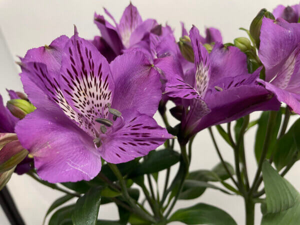 アルーラ　アルストロメリア