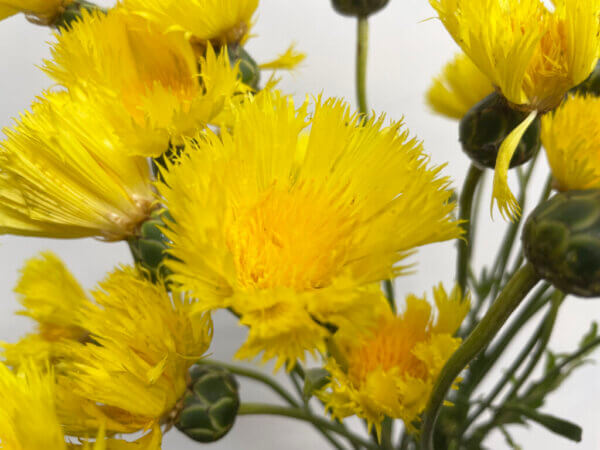 イエローサルタン