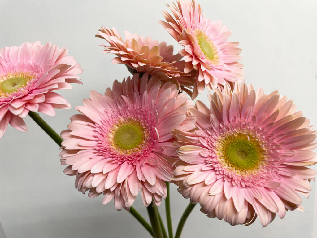 大輪ガーベラの品種名ロメラの花の画像