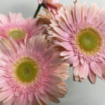 ロメラ　大輪ガーベラ