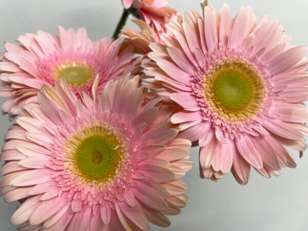 ロメラ　大輪ガーベラ