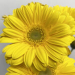 パームビーチ　大輪ガーベラ