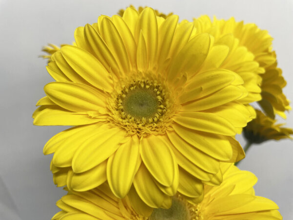 パームビーチ　大輪ガーベラ