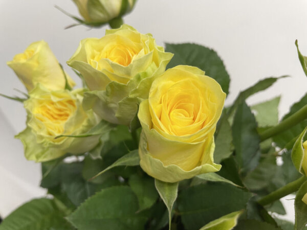 イリオス！　バラ