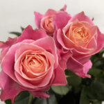 アーリエス＋ バラ（薔薇）