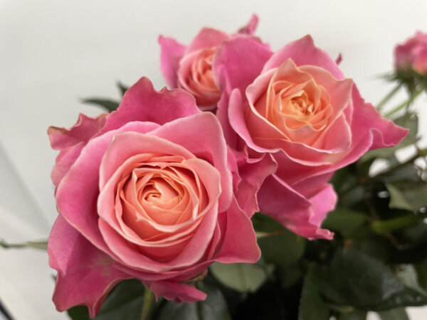 アーリエス＋ バラ（薔薇）