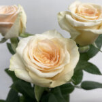 エターナルビューティー バラ