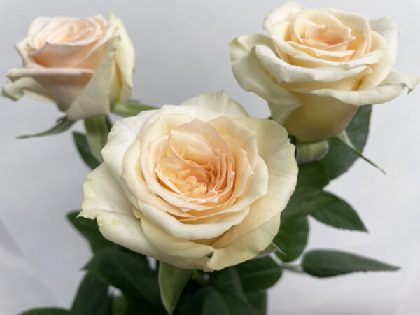 エターナルビューティー　バラ