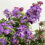 キャンディタフト（イベリス）