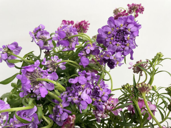 キャンディタフト（イベリス）