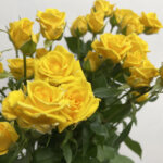 ゴールドダスト　スプレーバラ