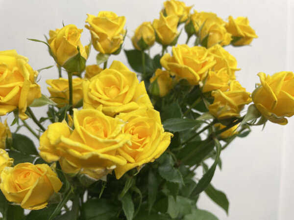 ゴールドダスト　スプレーバラ