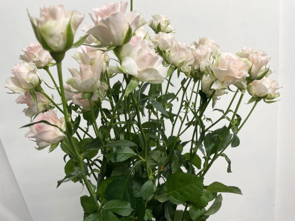 スプレーバラの品種名ファンシーローラの花の画像