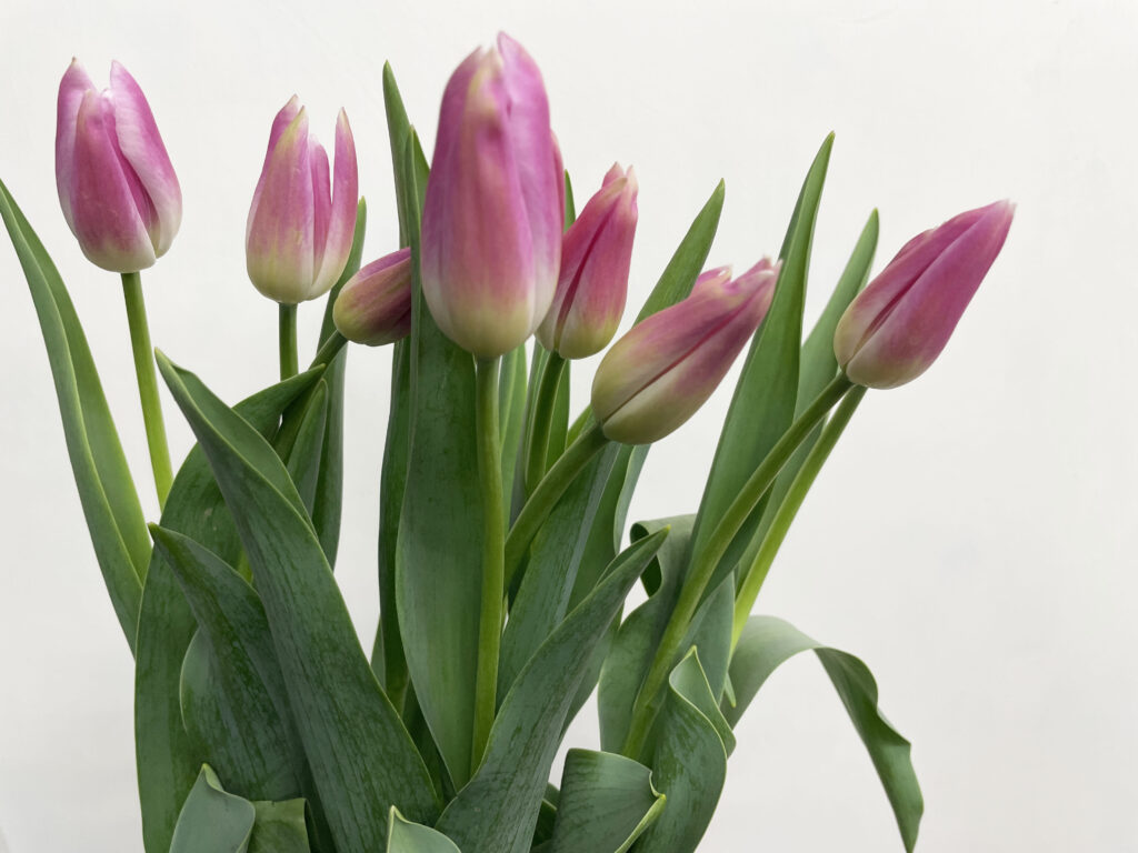 チューリップの品種名ロイヤルテンの花の画像