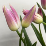 ロイヤルテン　チューリップ